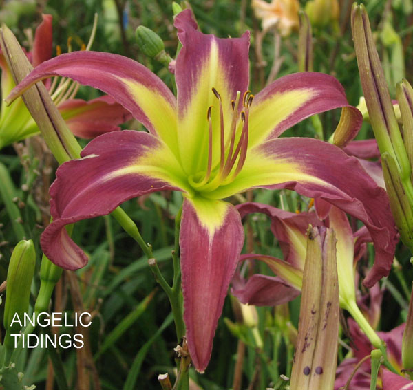 Angelic Tidings